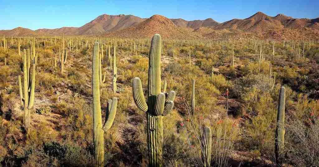 Saguaro-National-Park-1024x538